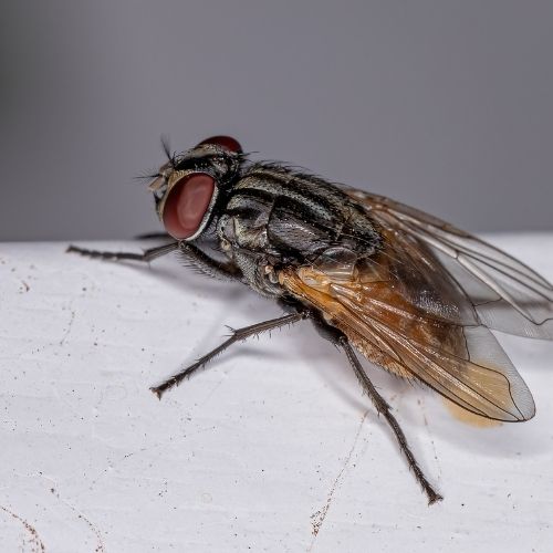 Mosca doméstica