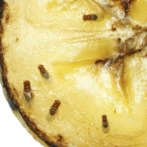 Mosca de la fruta