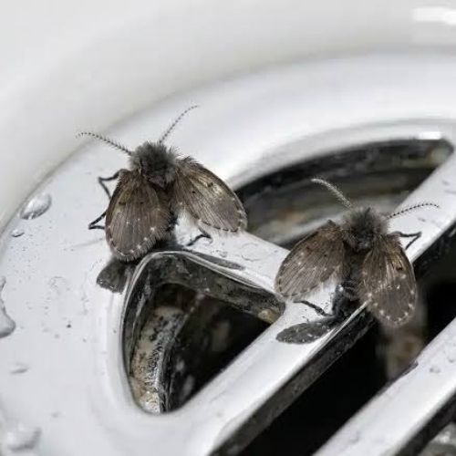 Mosca de drenaje (ala de corazón)